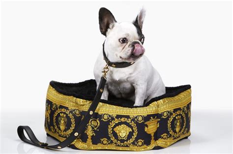 Behind the Explosive Business of Designer Pet Accessories 